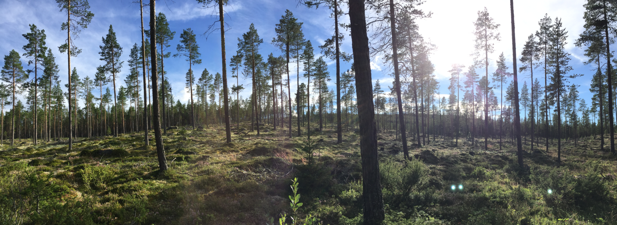 Haraldsåsens vägförening